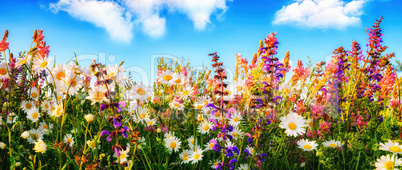 Dichte wachsende Blumen auf einer Wiese und blauer Himmel