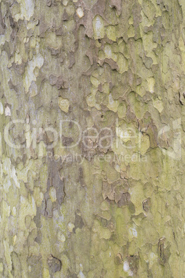 Tree bark of a Sycamore tree.