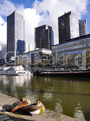 Hochhausarchitektur in Rotterdam