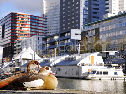 Hochhausarchitektur in Rotterdam