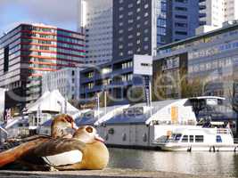 Hochhausarchitektur in Rotterdam