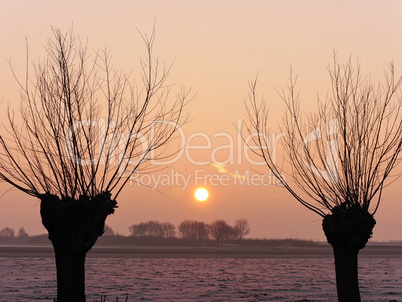 Kopfweide bei Sonnenaufgang