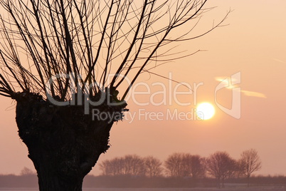 Kopfweide bei Sonnenaufgang