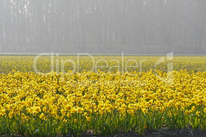 Narzissenfeld in Lisse