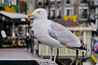 Silbermöwe im Hafen von Volendam