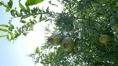 Pomegranate tree with green fruit