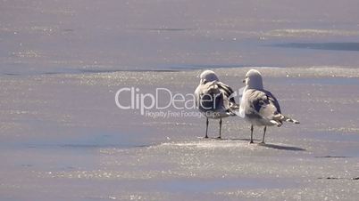 Gulls on ice in the spring