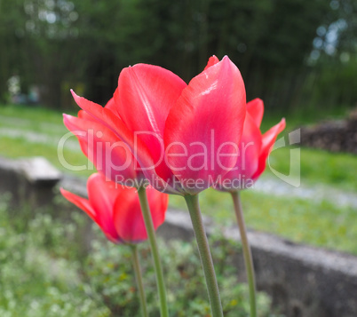 Red Tulips flower