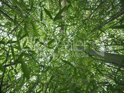 Bamboo tree perspective