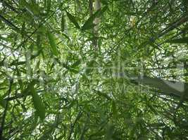 Bamboo tree perspective