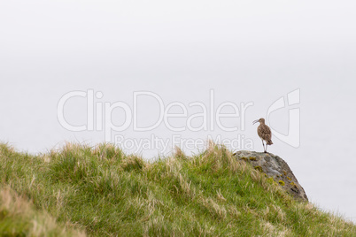 Whimbrel, Numenius phaeopus