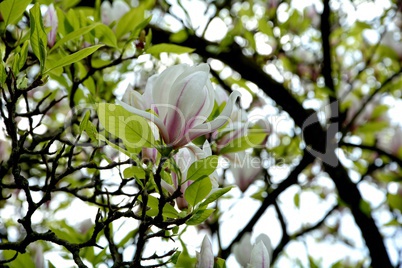 Magnolien