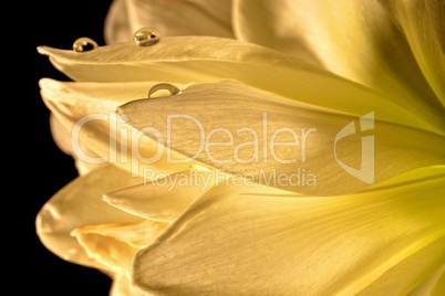 Amaryllis mit Wassertropfen in Detail