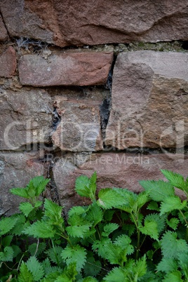 Sandstein  Mauer  mit Brennnessel