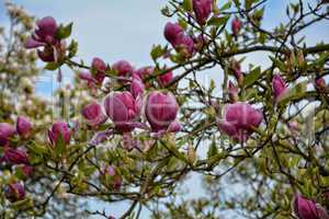 Magnolien