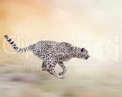 Cheetah (Acinonyx jubatus) Running