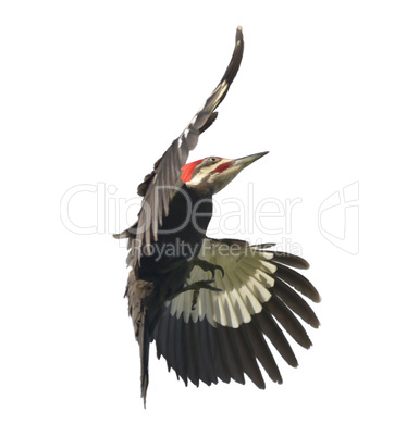 Pileated Woodpecker Watercolor