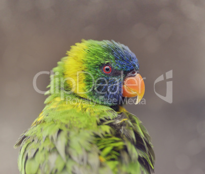 Parrot (Rainbow Lorikeet)