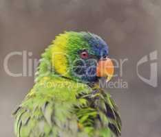 Parrot (Rainbow Lorikeet)