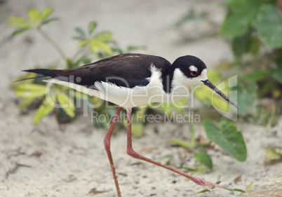 Black-necked Stilt