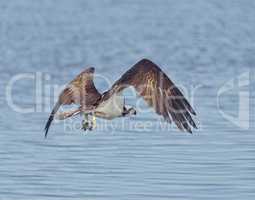 Osprey Eagle Fishing