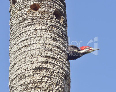 Male Pileated Woodpecker