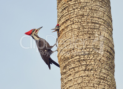 Male Pileated Woodpecker