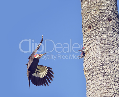 Pileated Woodpeckers Family