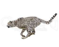 Cheetah (Acinonyx jubatus) Running