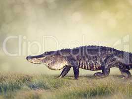 Large Florida Alligator