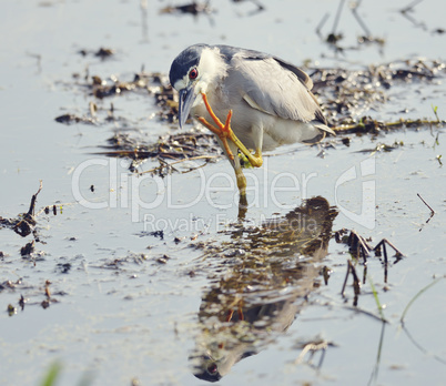 Black-crowned Night Heron