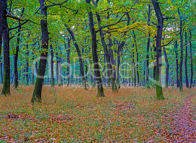 Autumn Forest