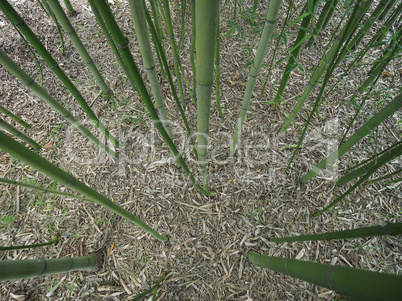 Bamboo tree perspective