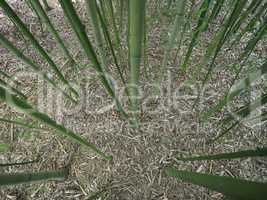 Bamboo tree perspective