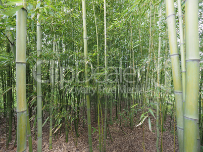 Bamboo tree perspective