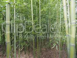 Bamboo tree perspective