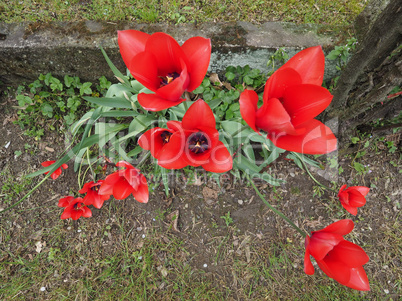 Red Tulips flower