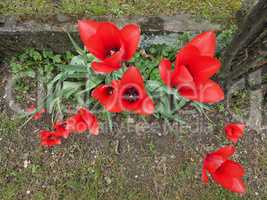 Red Tulips flower