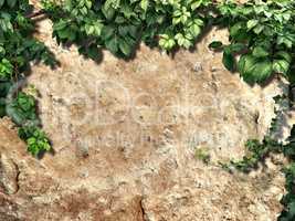 climbing plant on the old snone wall