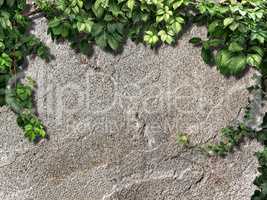 climbing plant on the old snone wall