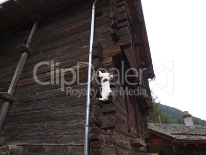 am Haus kletternde Katze