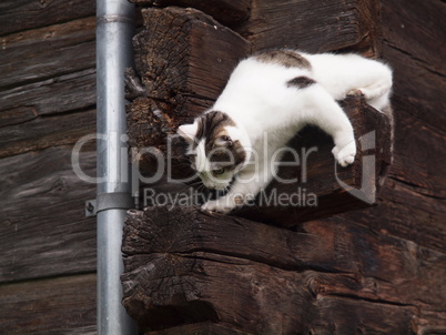 am Haus kletternde Katze