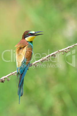 Bee-eater on a branch