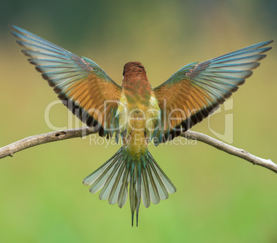 Bee-eater spreading wings