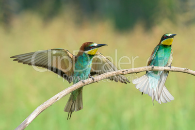 Bee-eater spreading wings