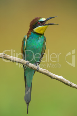 Bee-eater on a branch