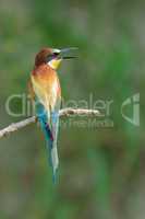 Bee-eater on a branch