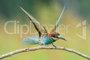 Bee-eater spreading wings