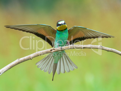 Bee-eater spreading wings