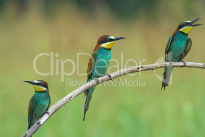 Three Bee-eaters on a branch